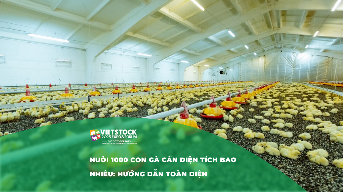 Quy mô và diện tích chuồng trại cho 1000 con gà – Hướng dẫn chi tiết