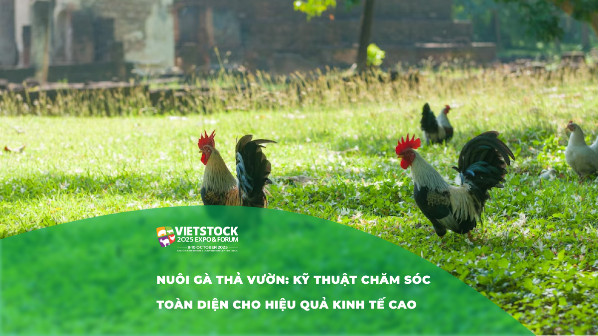 Cách chăm sóc gà thả vườn đạt năng suất cao nhất