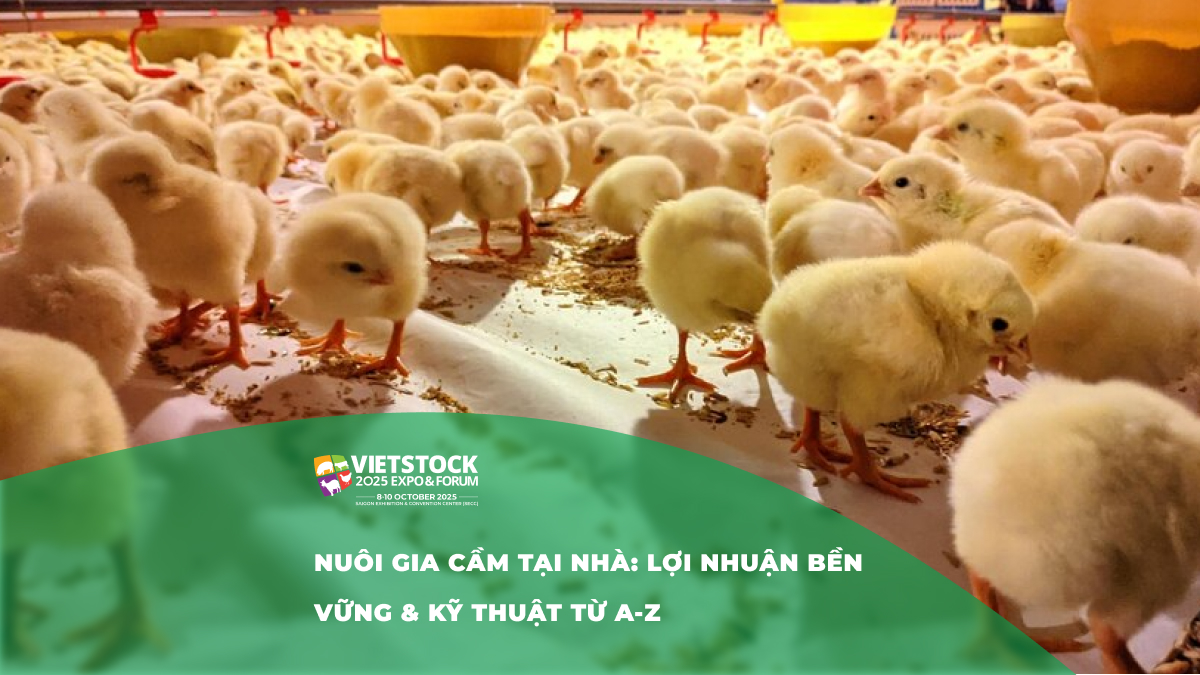 Lợi ích kinh tế từ việc nuôi gia cầm trong hộ gia đình