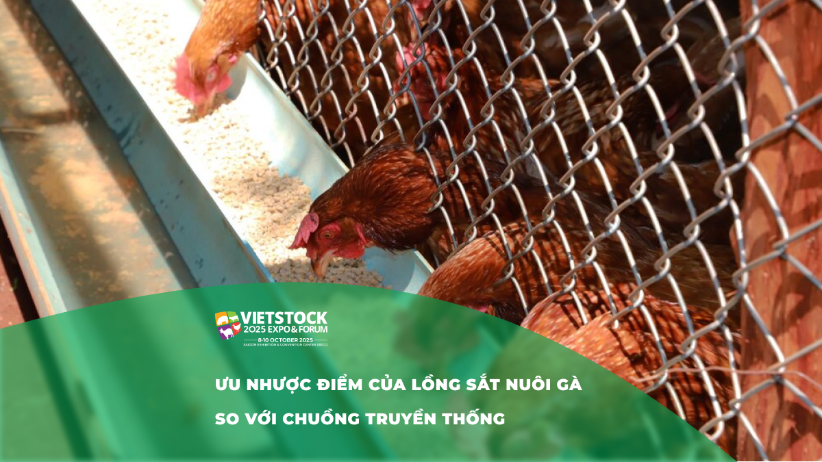 Ưu và nhược điểm của lòng sắt nuôi gà so với chuồng truyền thống