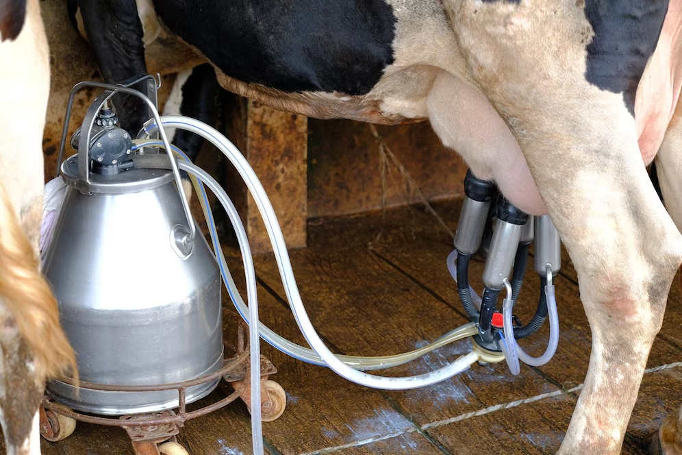 công nghệ vắt sữa tự động