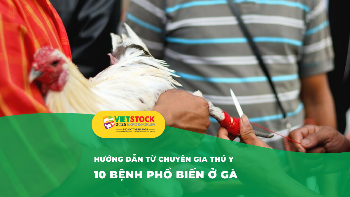 Cách nhận biết và xử lý 10 bệnh thường gặp ở gà