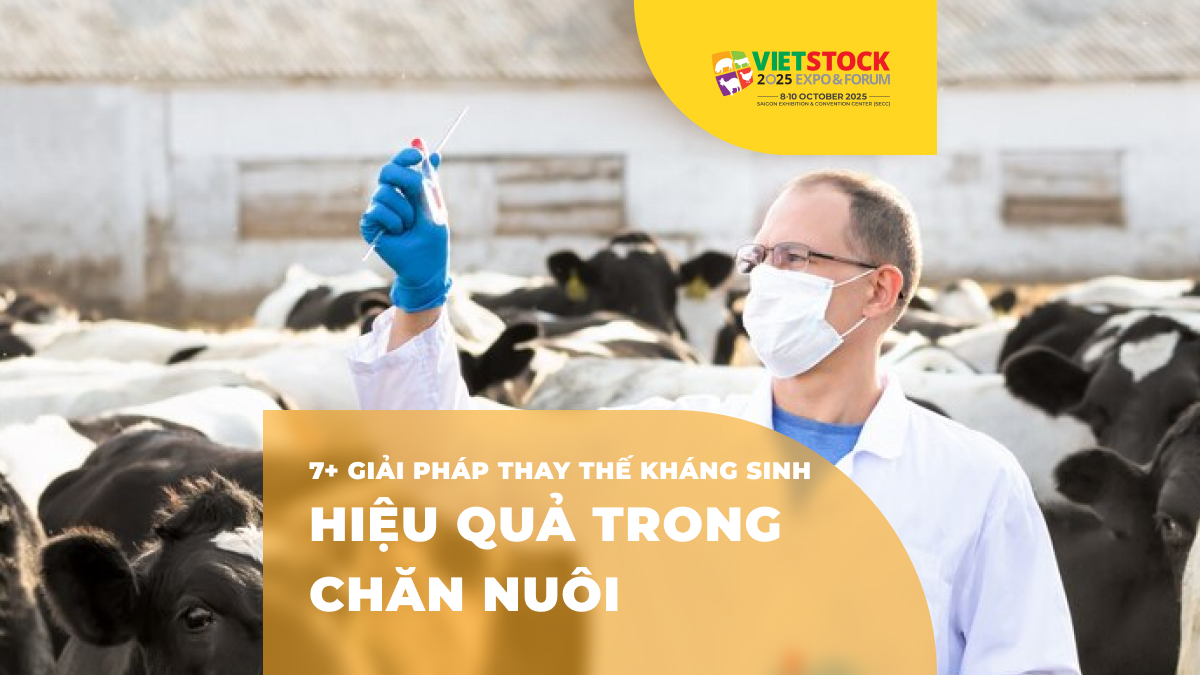 Các giải pháp thay thế kháng sinh trong chăn nuôi: Cập nhật xu hướng mới nhất