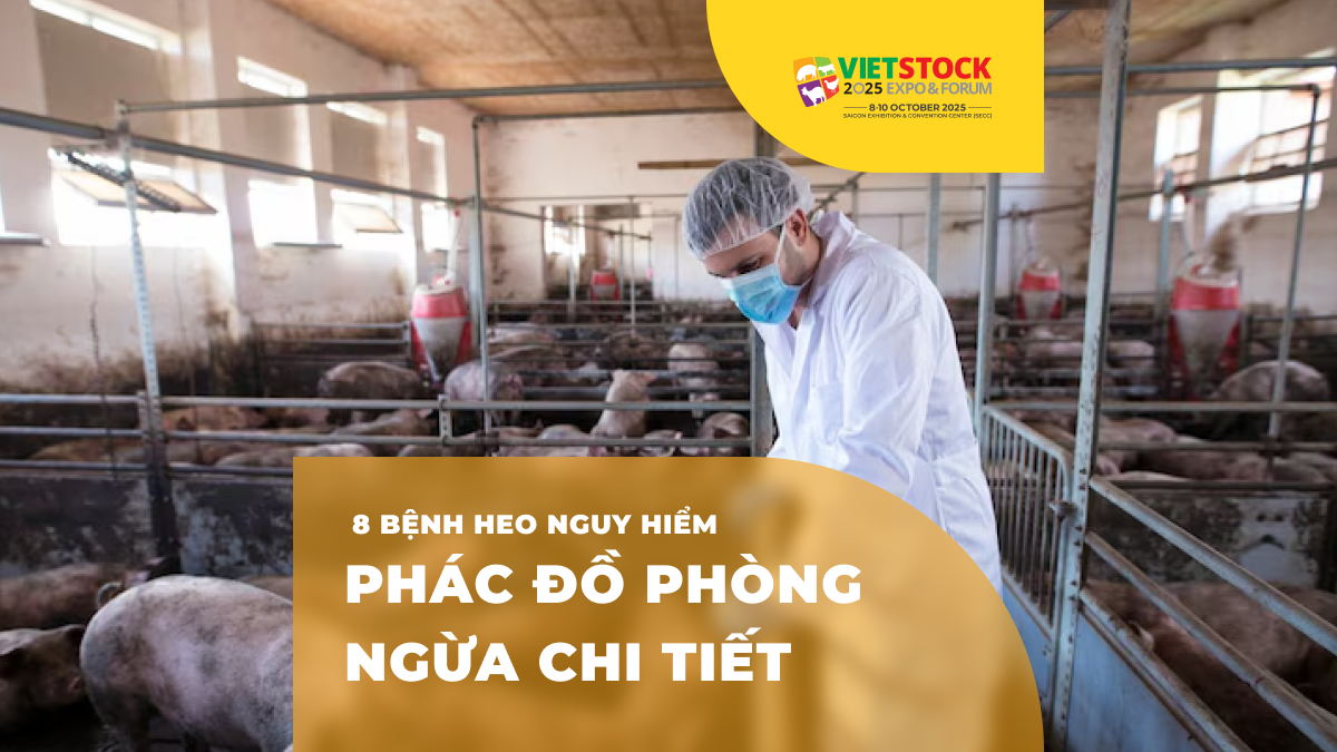 Các bệnh phổ biến trên heo và biện pháp phòng ngừa hiệu quả