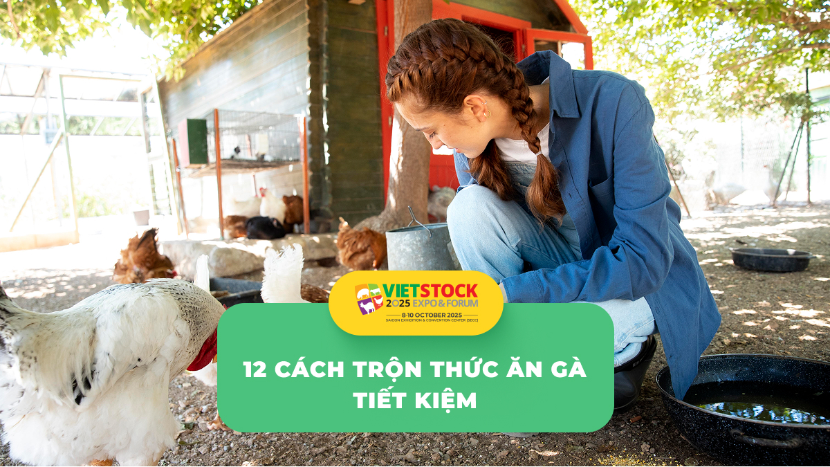 Công thức phối trộn thức ăn cho gà tiết kiệm chi phí