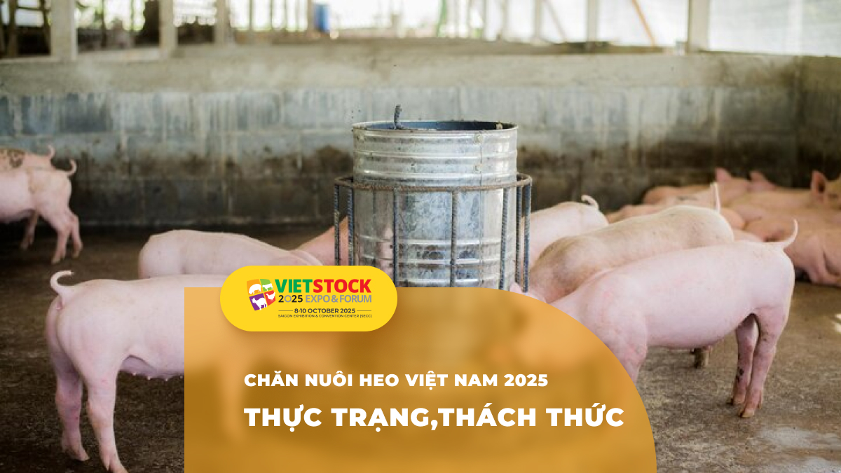 Tổng quan ngành chăn nuôi heo tại Việt Nam: Thực trạng và triển vọng 2025