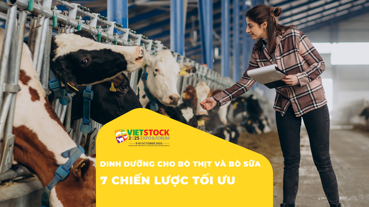 Dinh dưỡng cho bò thịt và bò sữa: Chiến lược tối ưu hóa hiệu quả chăn nuôi