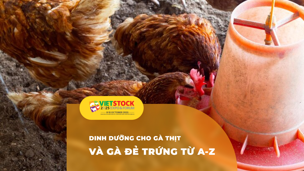 Nhu cầu dinh dưỡng và khẩu phần ăn tối ưu cho gà thịt và gà đẻ trứng