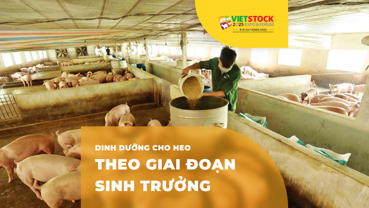 Dinh dưỡng cho heo theo từng giai đoạn sinh trưởng: Hướng dẫn chi tiết