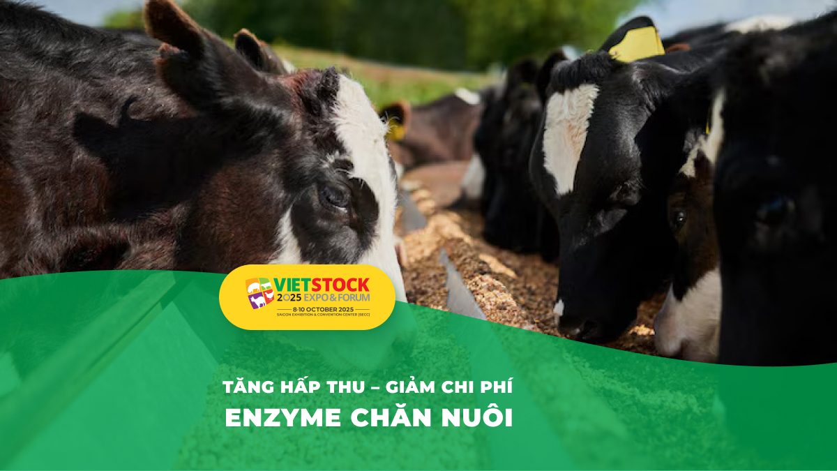 Enzyme trong thức ăn chăn nuôi: Cơ chế hoạt động và lợi ích kinh tế