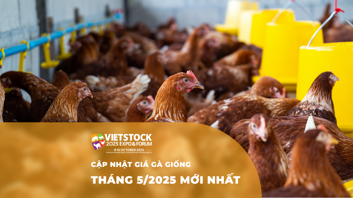 Giá gà giống mới nhất tháng 2025