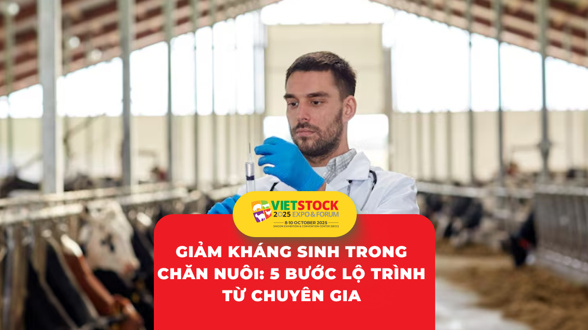 Xây dựng lộ trình giảm sử dụng kháng sinh trong trang trại: Từng bước thực hiện
