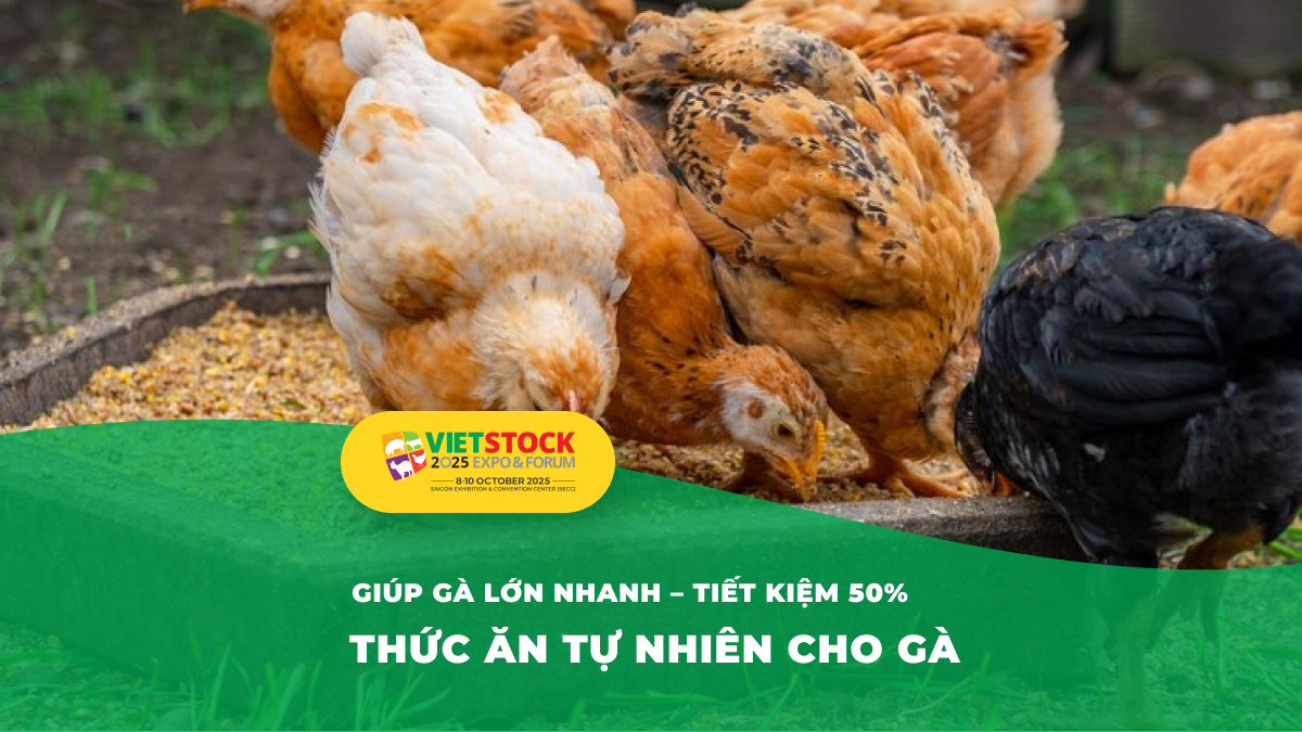 15 loại thức ăn tự nhiên tốt nhất cho gà – Tăng trọng nhanh
