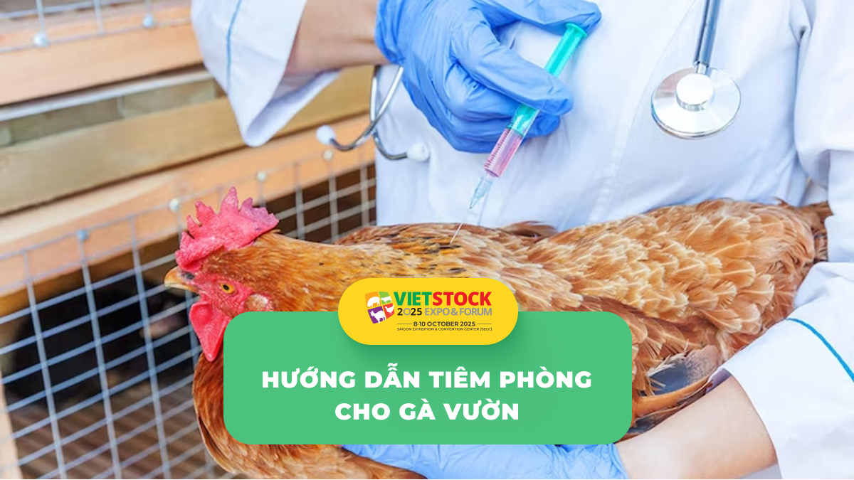 Phòng và điều trị bệnh gia cầm – Hướng dẫn thú y cơ bản