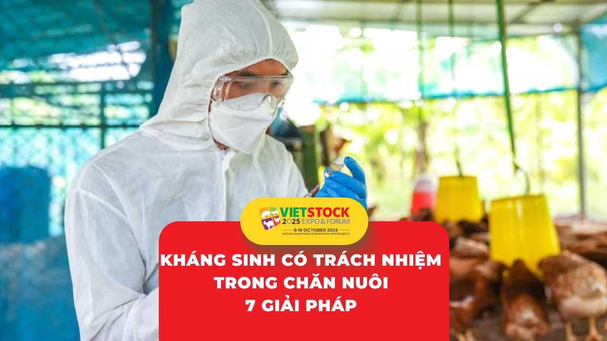 Sử dụng kháng sinh có trách nhiệm trong chăn nuôi: Thách thức và giải pháp