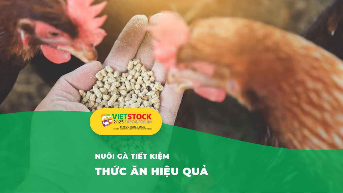 Dinh dưỡng và thức ăn cho gia cầm – Giải pháp toàn diện