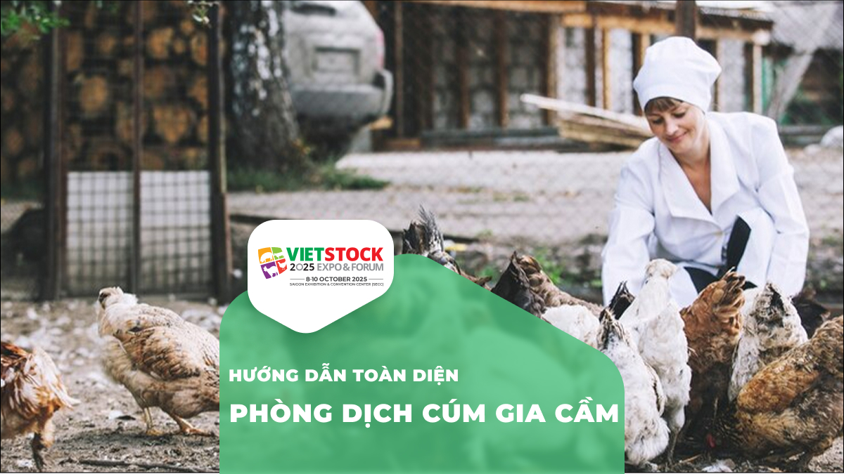 Phòng chống dịch cúm gia cầm – Bảo vệ đàn gà an toàn