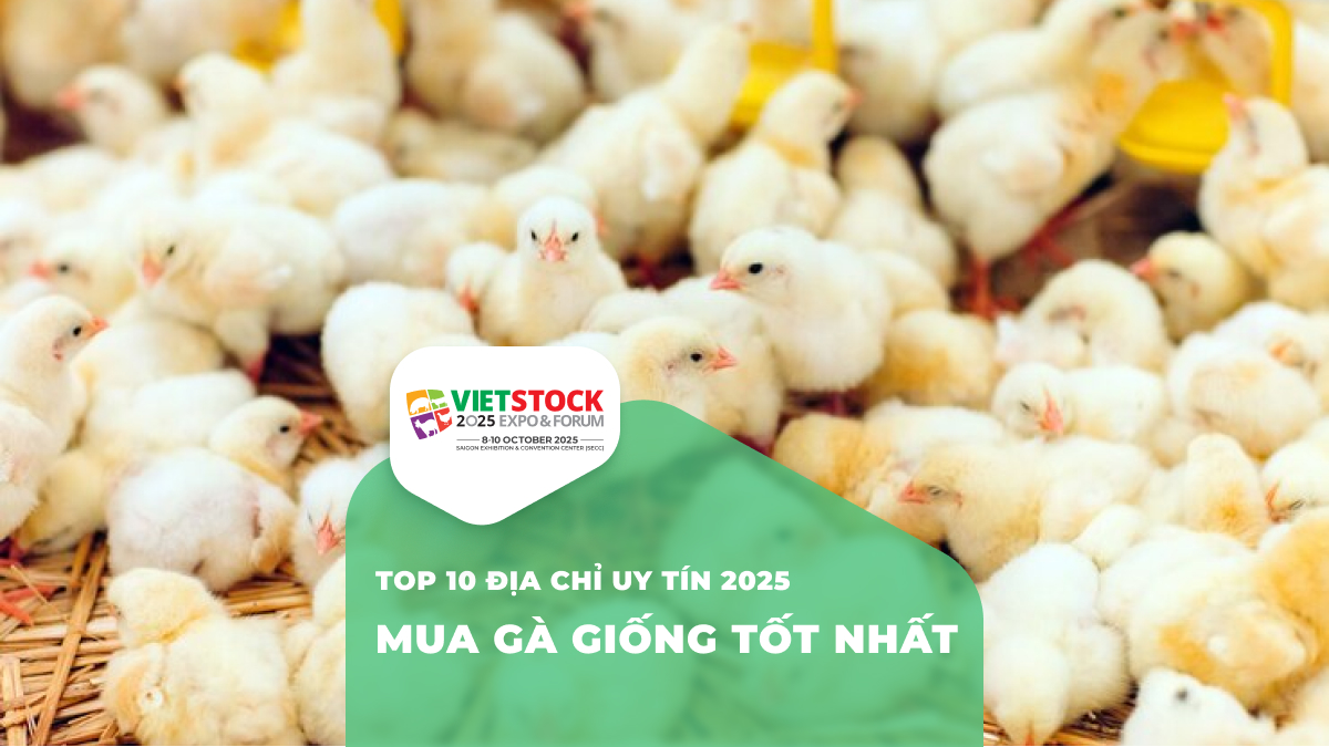 Top 10 địa chỉ mua gà giống uy tín nhất Việt Nam 2025