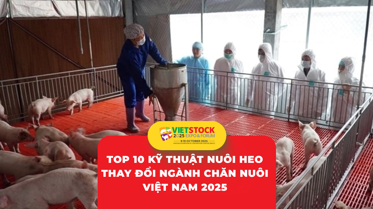 10 kỹ thuật hiện đại trong chăn nuôi heo ứng dụng tại Việt Nam 2025
