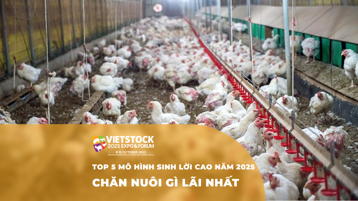 Top 5 mô hình chăn nuôi có lợi nhuận cao nhất năm 2025