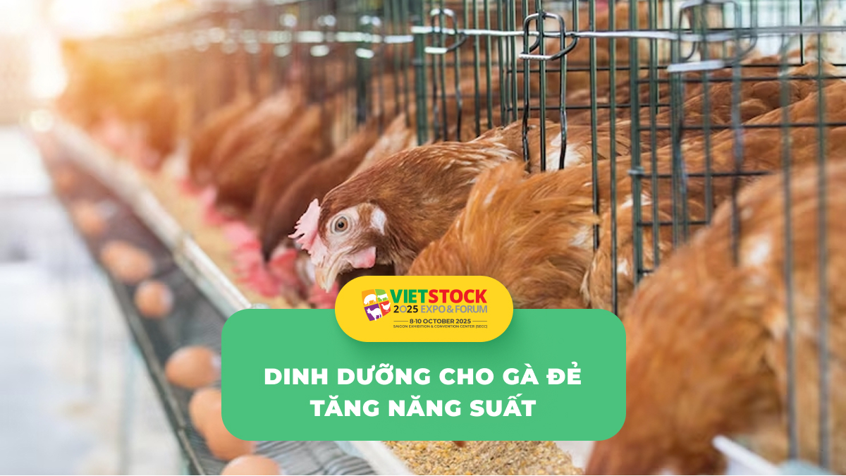 dinh dưỡng cho gà đẻ trứng