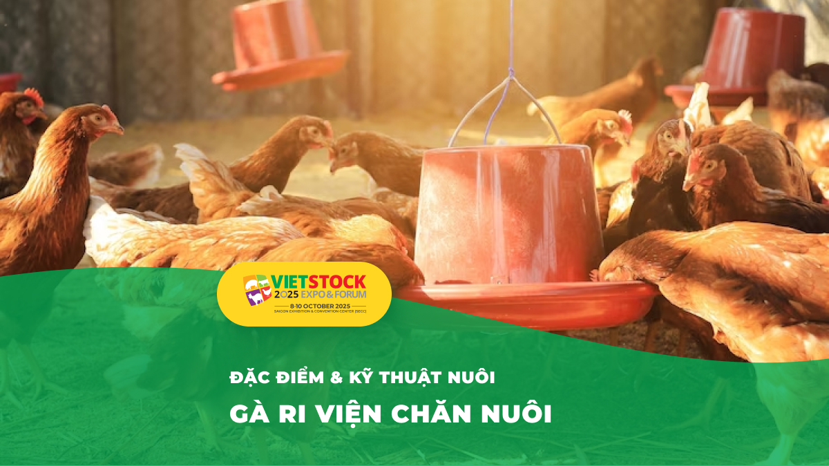 gà ri viện chăn nuôi - giống gà ri vàng rơm viện chăn nuôi