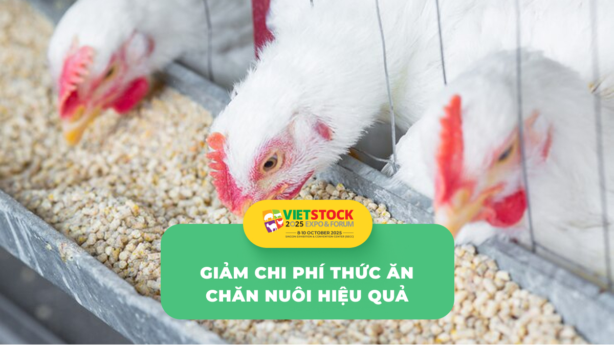 Nguyên liệu thay thế trong thức ăn chăn nuôi: Giảm chi phí, tăng hiệu quả