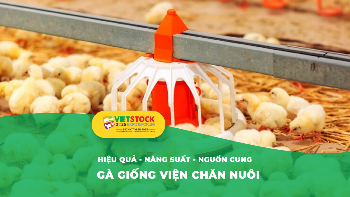 Đánh giá chất lượng gà giống viện chăn nuôi – Review 2025