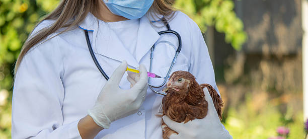 Nhân viên thú y chuẩn bị tiêm vaccine cho gà con