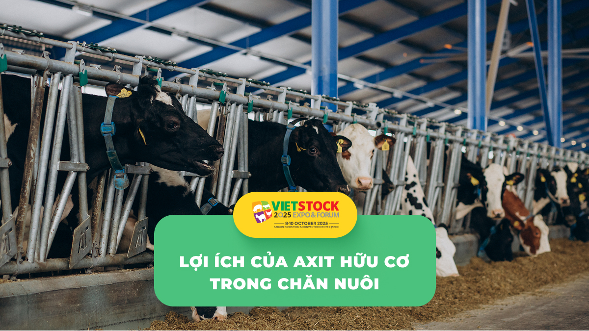 Ứng dụng axit hữu cơ trong thức ăn chăn nuôi: Cải thiện tiêu hóa và kiểm soát vi khuẩn