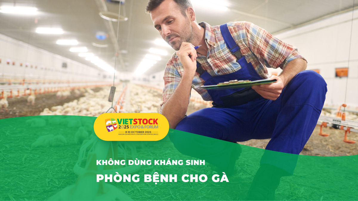 Biện pháp phòng bệnh hiệu quả cho đàn gà – Không cần kháng sinh