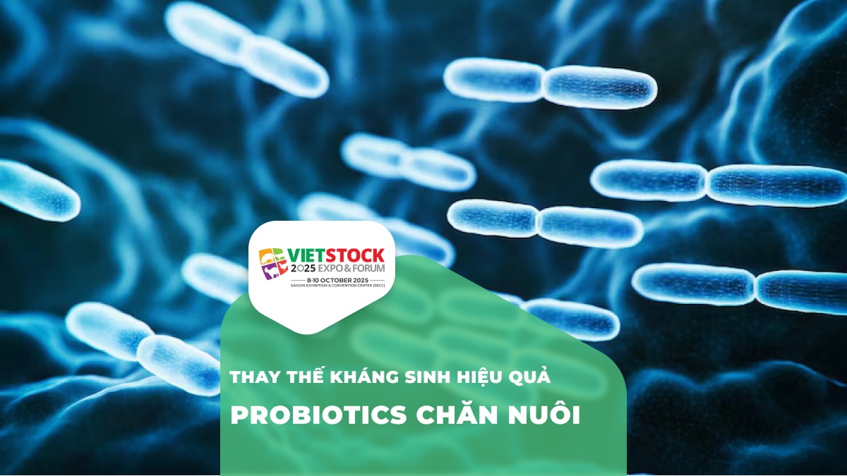 Ứng dụng probiotics trong chăn nuôi: Giải pháp thay thế kháng sinh hiệu quả