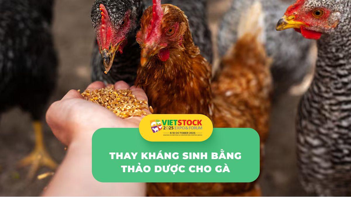 20 loại thuốc thảo dược hiệu quả cho gà – Thay thế kháng sinh