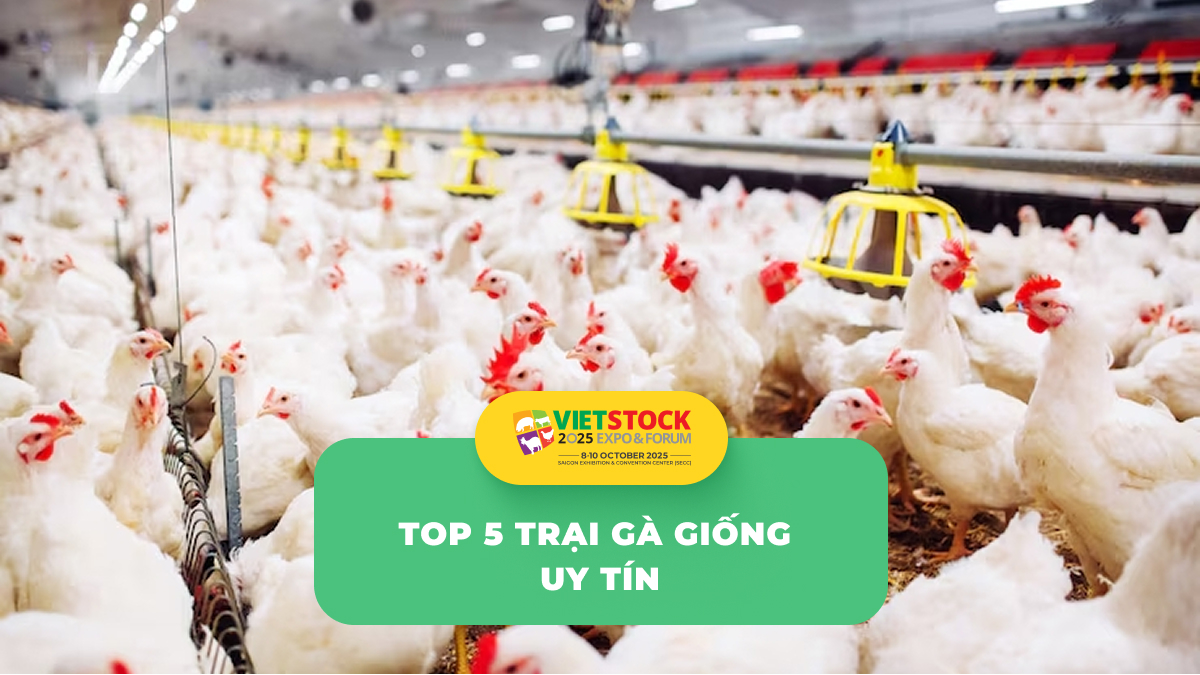 Lựa chọn giống gà chất lượng – Bí quyết thành công