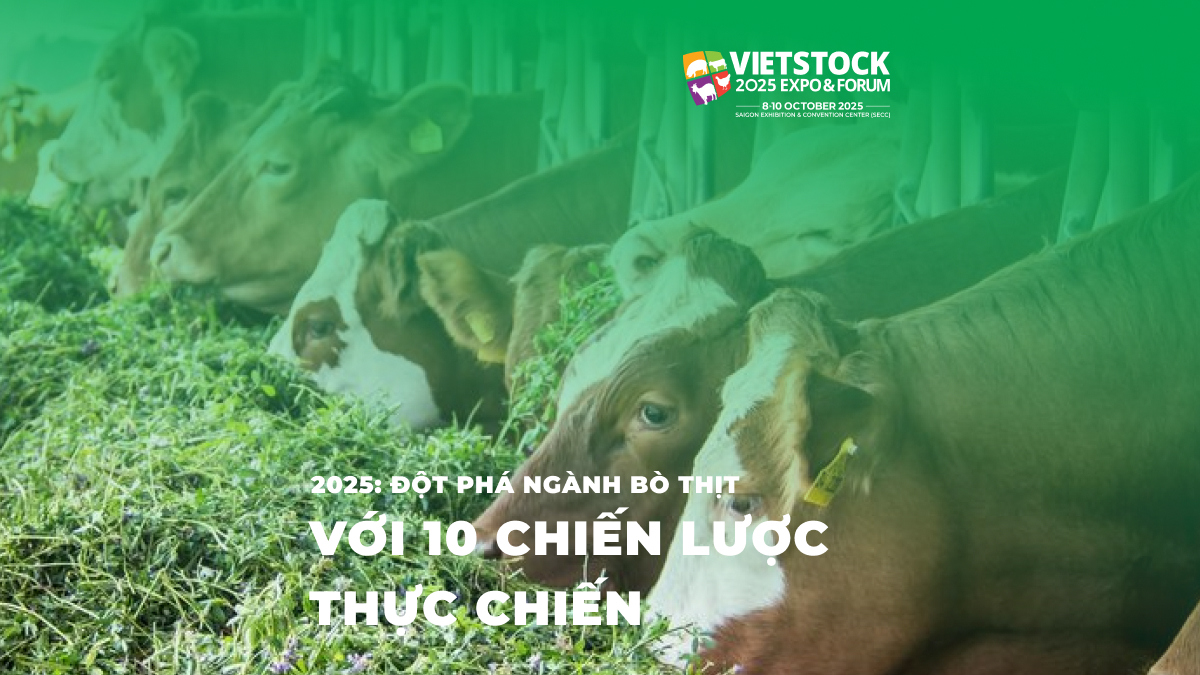 10 Giải Pháp Đột Phá Nâng Cao Hiệu Quả Chăn Nuôi Bò Thịt Tại Việt Nam 2025