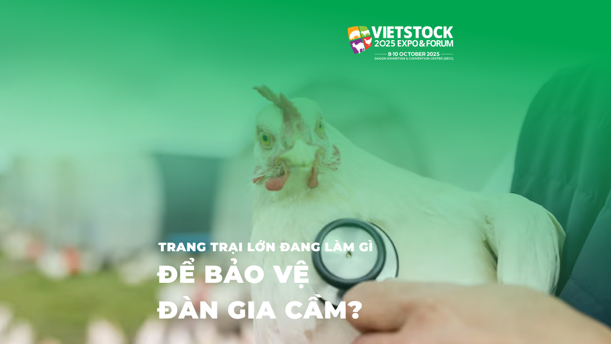 Bệnh Gia Cầm_ 7 Bệnh Nguy Hiểm Và Phương Pháp Phòng Ngừa Khoa Học 2025