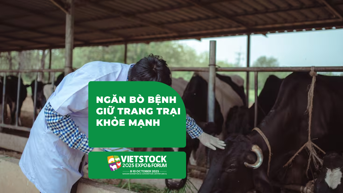 Cẩm nang toàn diện 15+ bệnh thường gặp ở bò và phác đồ phòng trị chuẩn thú y 2025