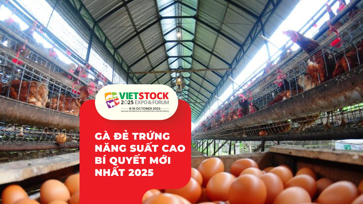 Hướng dẫn chi tiết chăn nuôi gà đẻ trứng năng suất cao năm 2025
