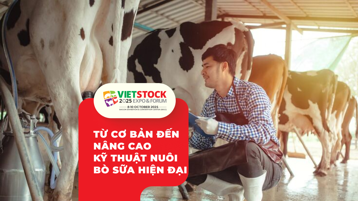 Hướng dẫn chuyên sâu kỹ thuật chăn nuôi bò sữa hiệu quả cho nông hộ Việt Nam 2025