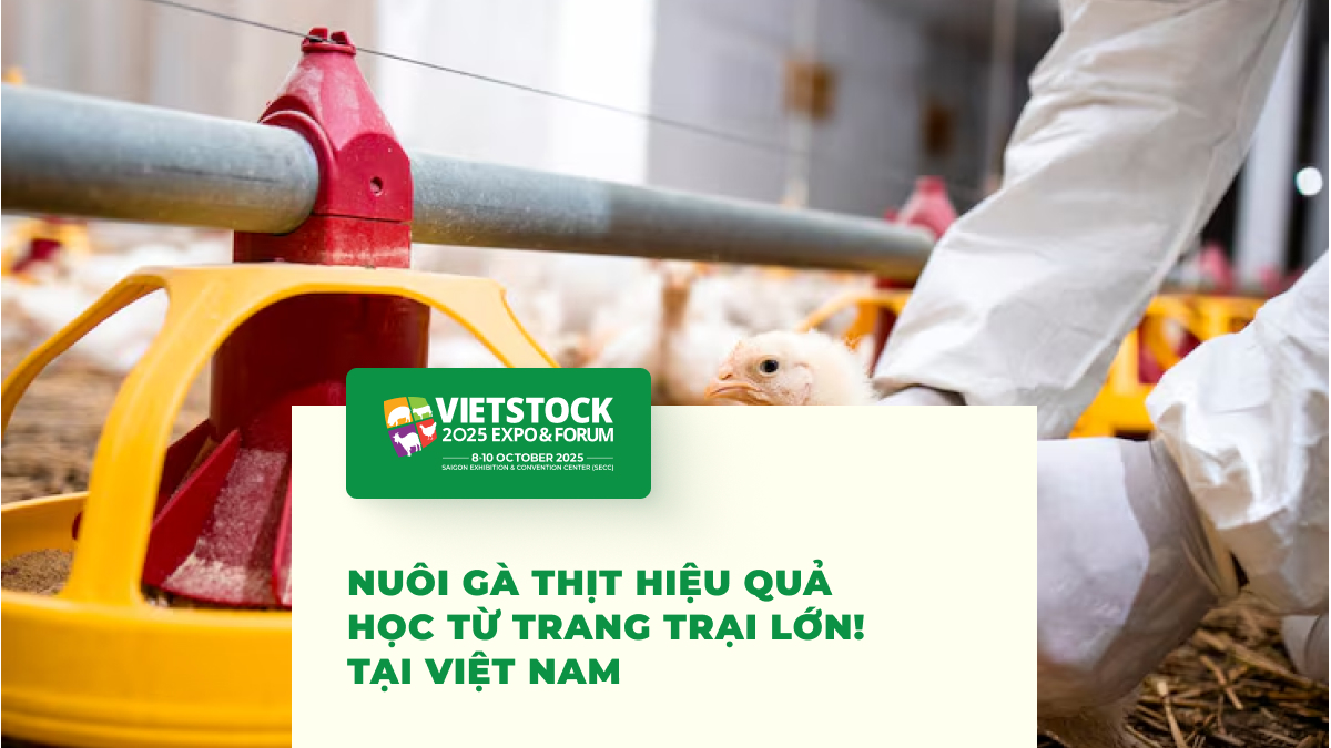 Kỹ thuật chăn nuôi gà thịt hiệu quả - Kinh nghiệm từ các trang trại hàng đầu