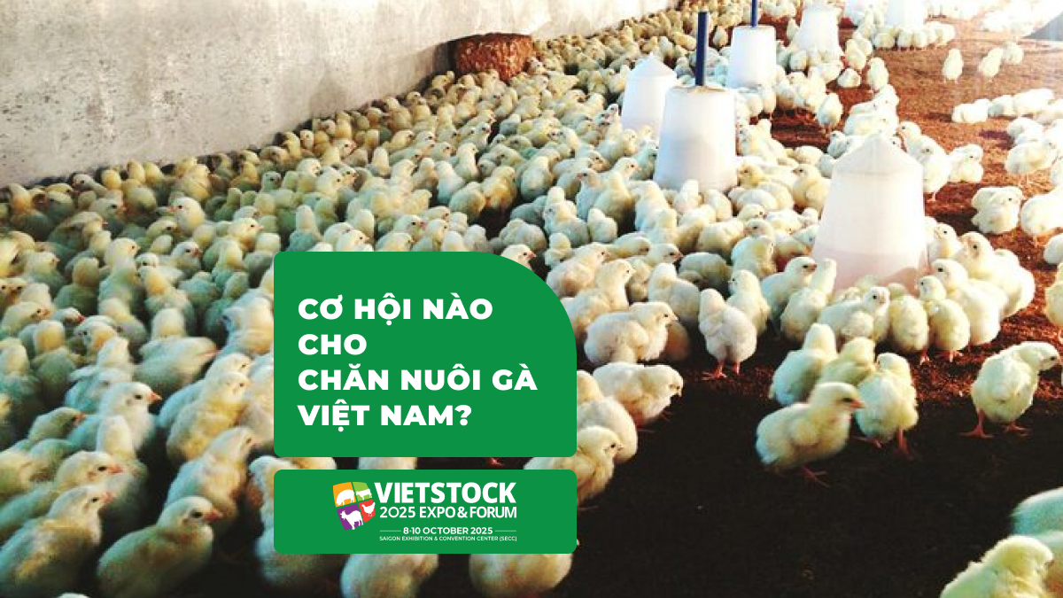 Ngành chăn nuôi gà tại Việt Nam 2025_ Thực trạng và tiềm năng phát triển