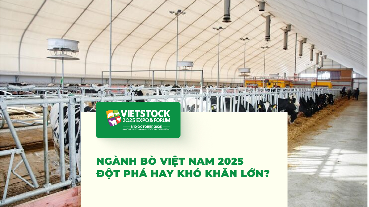 Tổng quan ngành chăn nuôi bò Việt Nam 2025_ Cơ hội vàng hay thử thách khó khăn
