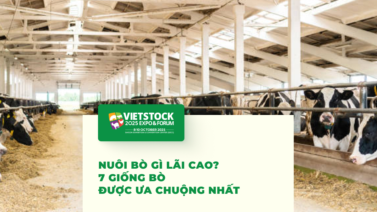 Top 7 giống bò thịt và bò sữa hiệu quả nhất tại Việt Nam 2025