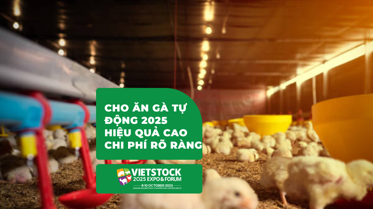 Công nghệ cho ăn tự động trong trang trại gà_ Hiệu quả và chi phí