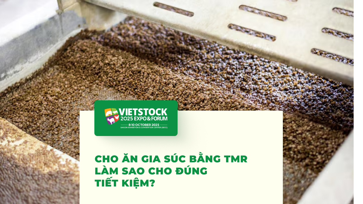 Công nghệ phối trộn thức ăn TMR cho gia súc_ Hiệu quả và chi phí 2025