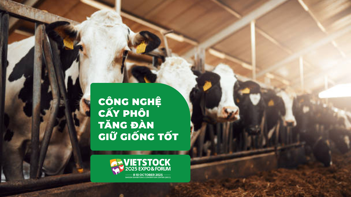 Kỹ thuật cấy truyền phôi trong chăn nuôi_ Tiến bộ và ứng dụng mới 2025