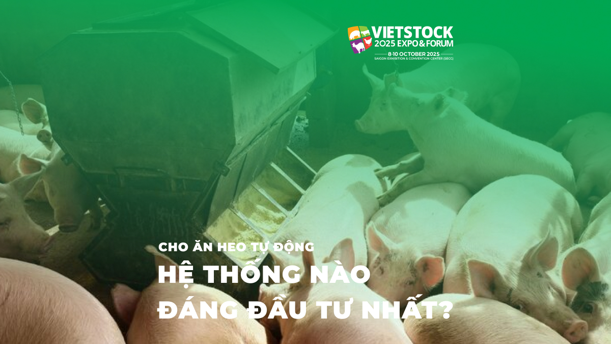 So sánh 7 hệ thống cho ăn heo hiệu quả nhất thị trường 2025