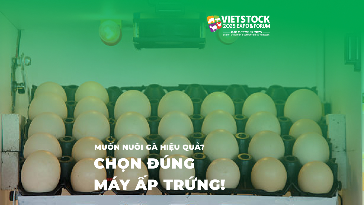 Muốn Nuôi Gà Hiệu Quả_ Chọn Đúng Máy Ấp Trứng!