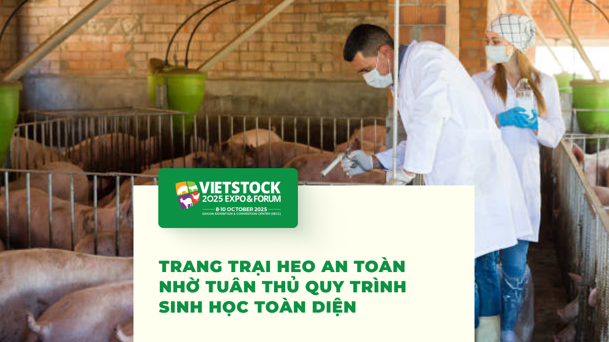 Trang Trại Heo An Toàn - Nhờ Tuân Thủ Quy Trình Sinh Học Toàn Diện