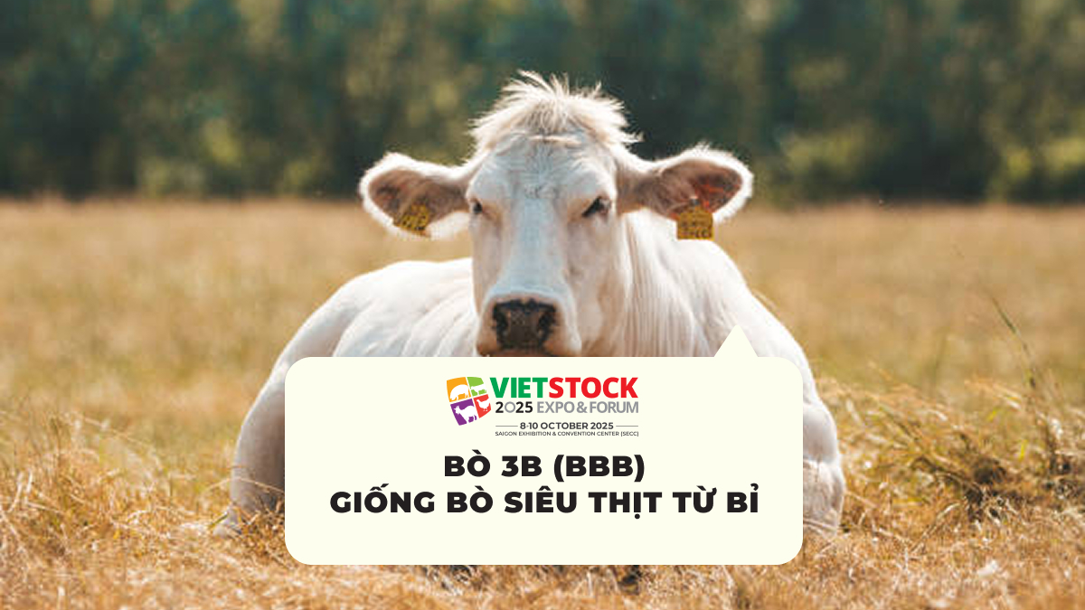 Bò 3B (BBB) Giống Bò Siêu Thịt Từ Bỉ